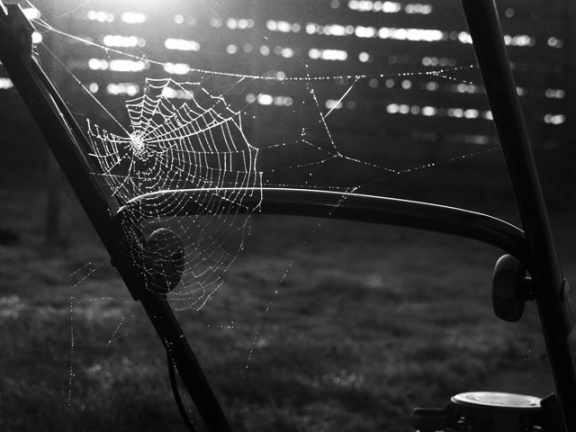 cobweb