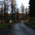 in trees