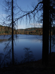 through trees