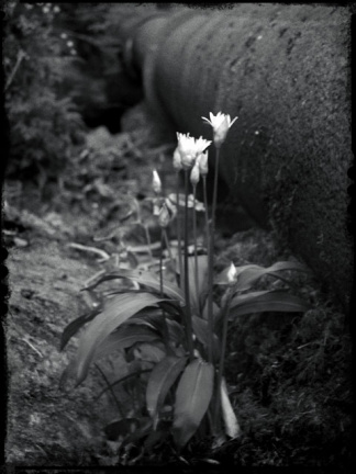 alva pipeflowers