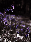 bluebells2