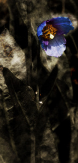 himalayan poppy