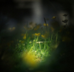 vintage buttercups