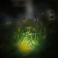 vintage buttercups