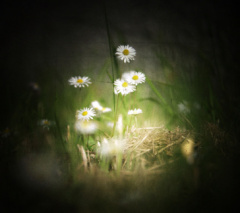 vintage daisies
