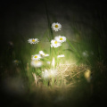 vintage daisies