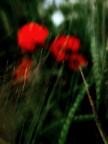 6poppies4