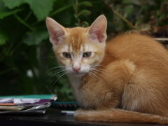 kitten2