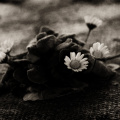 daisies