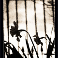 p3251732 copy4