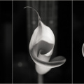 calla 3