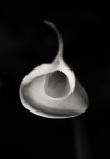 calla 4