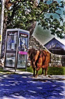 cow call