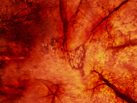 forest 001