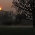 dawn sheep