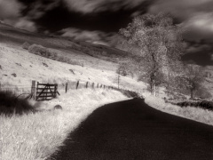 ir road stag