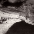 ir road stag