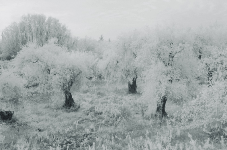 olive grove 800