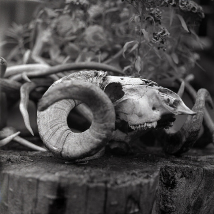 sheep skull