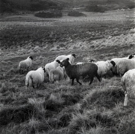 sheep1
