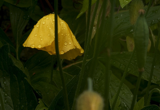 yellow umbrella