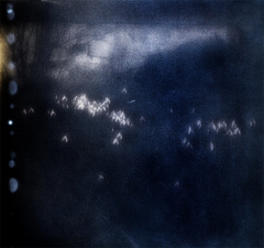 zp snowdrops2