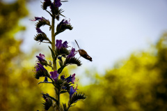 20140611 DSC 9223 1000