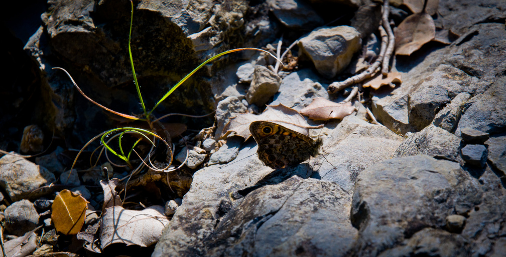 20140613 DSC 9422 1000