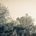 20140613 DSC 9424 1000
