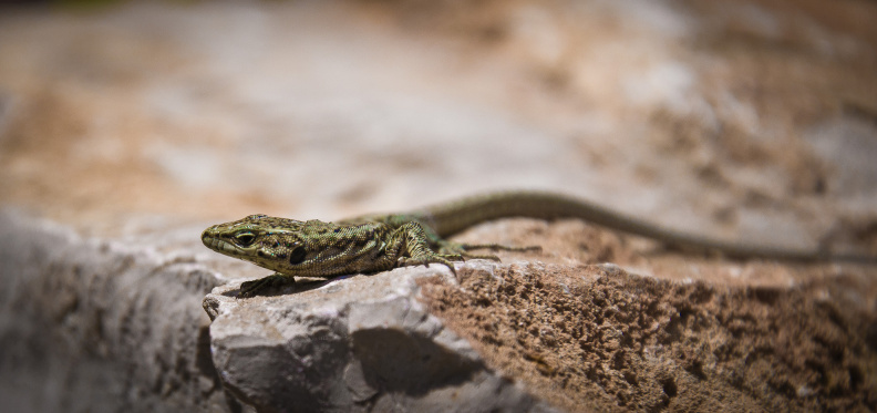 20140614 DSC 9624 1000