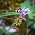 20140614 DSC 9653 1000