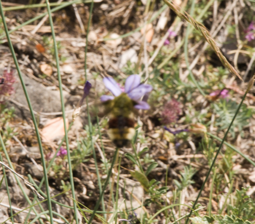 20140614 DSC 9794 1000