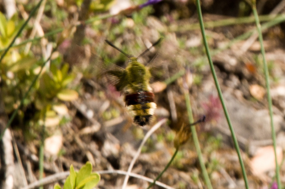 20140614 DSC 9795 1000