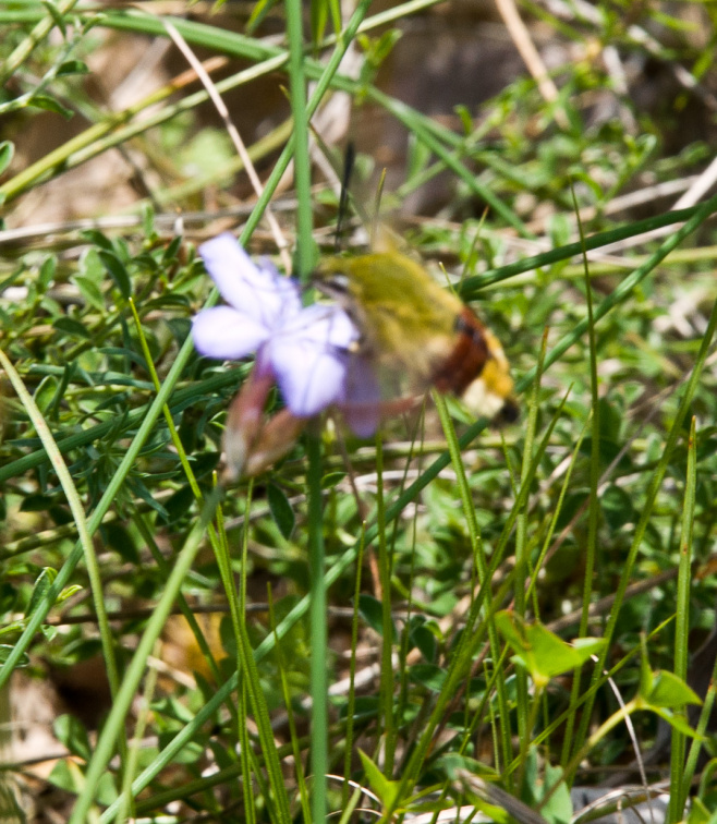 20140614 DSC 9797 1000