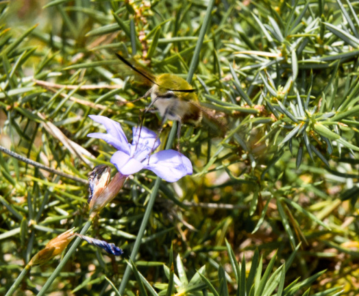 20140614 DSC 9799 1000