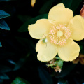 20140623 DSC 0612 1000