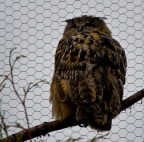 20130209 DSC 5030 1000