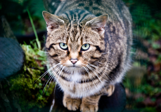 20130209 DSC 5287 1000