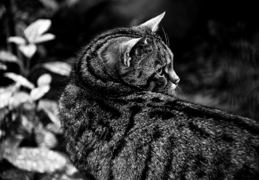 20130209 DSC 5288 1000