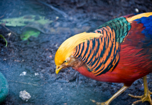 20130209 DSC 5295 1000