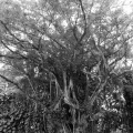 20131109 DSC 7374 1000