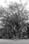 20131109 DSC 7374 1000
