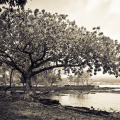 20131109 DSC 7394 1000