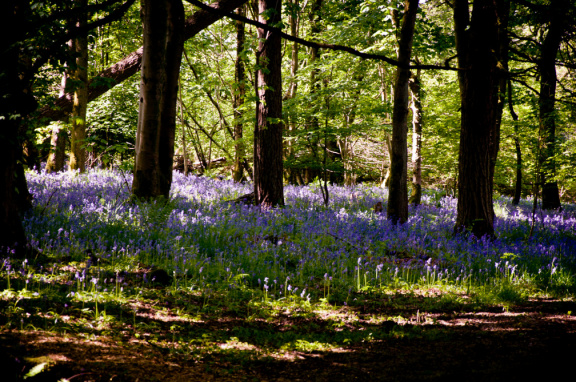 20130602 DSC 5859 1000