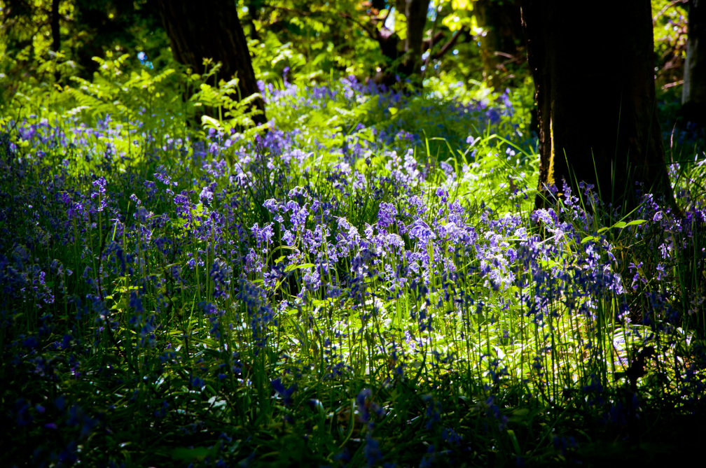 20130602 DSC 5861 1000