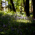 20130602 DSC 5862 1000