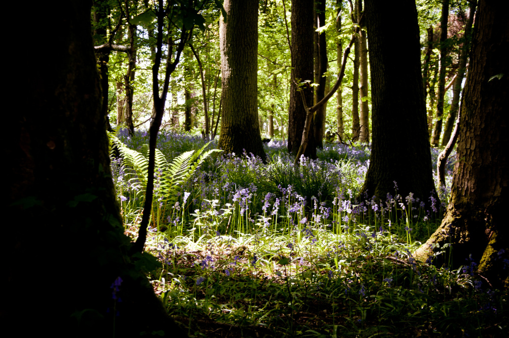 20130602 DSC 5866 1000