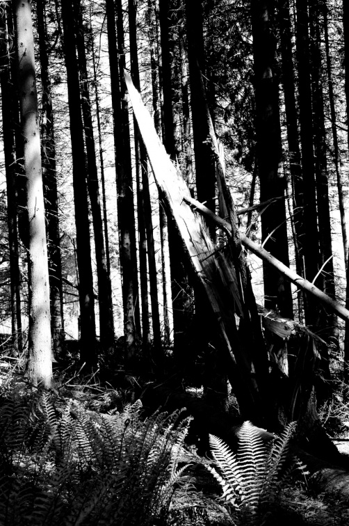 20130602 DSC 5877 1000