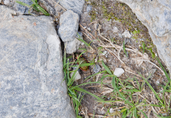 20130606 DSC 6108 1000