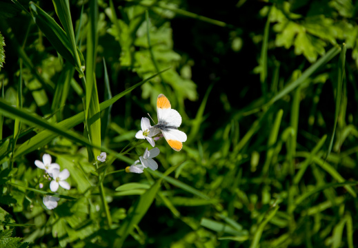 20130609 DSC 6231 1000